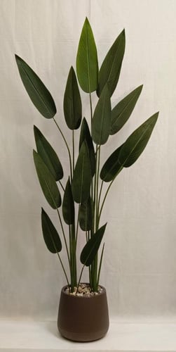 شجرة ورق العصفور مع حوض بلاستيك الارتفاع 180 سم ال...