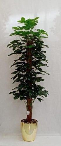 شجر نجمة قش ارتفاع 180 سم العرض 50سم