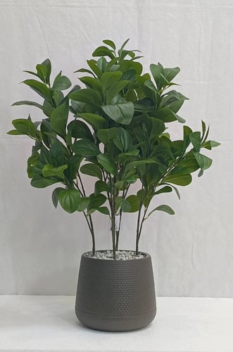 شجرة مانغوليه مع حوض بلاستيك ارتفاع 70 سم العرض 30...