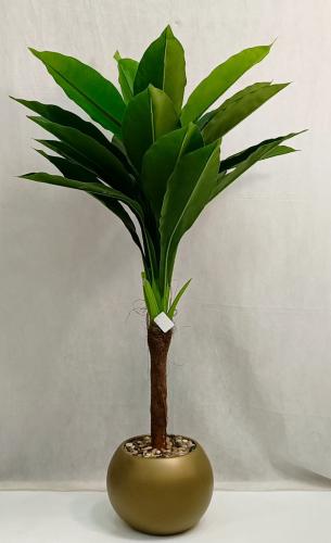 شجرة ذرة مع مركن اصيص الارتفاع 150 سم العرض 60 سم