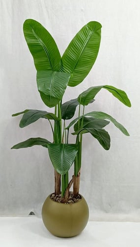 شجرة ذرة مع مركن اصيص الارتفاع 135 سم العرض 50 سم