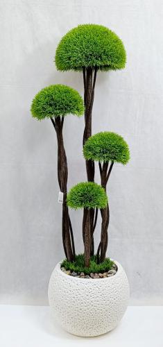 شجرة ثيل مع مركن اصيص الارتفاع 135 سم العرض 40 سم