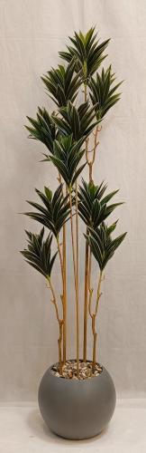 شجرة الصبار مع مركن اصيص الارتفاع 180 سم العرض 40...