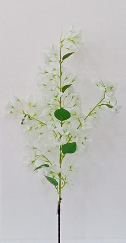 ورد جهنمية ارتفاع 115 سم العرض 40 سم