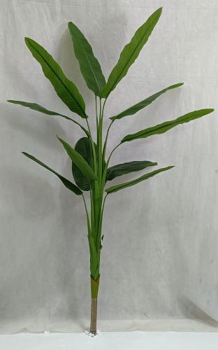 شجرة موز خام ارتفاع 165 سم العرض 70 سم