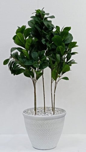 شجرة مانغوليه مع حوض بلاستيك ارتفاع 90 سم العرض 45...