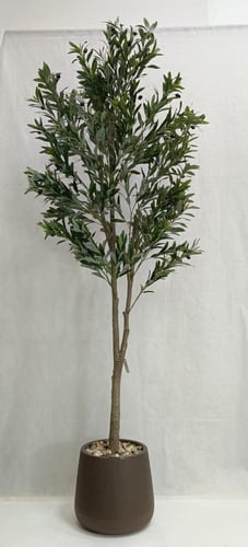 شجرة زيتون مع حوض بلاستيك ارتفاع 200 سم العرض 65 س...