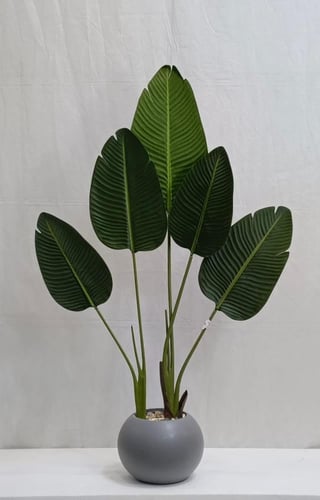 شجرة موز مع مركن اصيص ارتفاع 120 سم العرض 50 سم