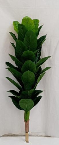 شجرة موز خام الارتفاع 170سم العرض 50 سم