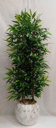 شجرة بامبوا مع مركن سيراميك الارتفاع 200 سم العرض...