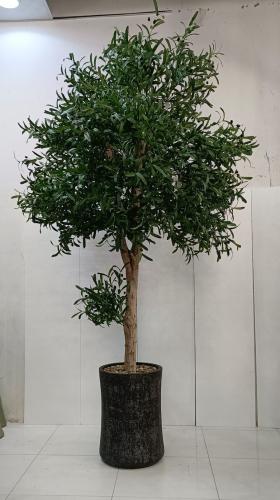 شجرة زيتون مع مركن فيبر ارتفاع 270 سم العرض 150 سم