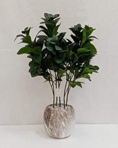 شجرة مانغوليه مع مركن سيراميك ارتفاع 70 سم العرض 3...