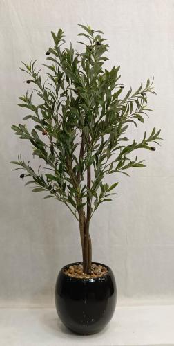 شجرة زيتون مع مركن سيراميك الارتفاع 135سم العرض 50