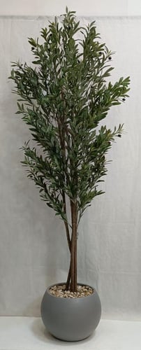 شجرة زيتون مع مركن اصيص الارتفاع 210 سم العرض 55 س...