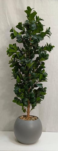 شجرة مانغوليه مع مركن اصيص الارتفاع 160 سم العرض 3...