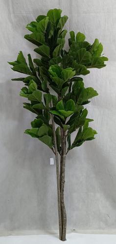 شجرة كيوي خام ارتفاع 175 سم العرض 60 سم