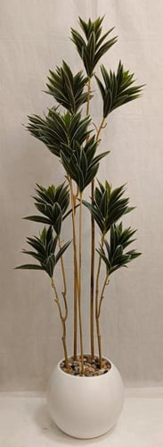 شجرة الصبار مع مركن اصيص الارتفاع 180 سم العرض 40...