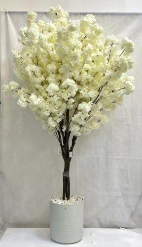 شجرة الساكورا اليابانية ارتفاع 210سم العرض 110 سم