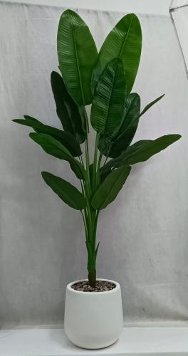 شجرة موز مع مركن اصيص ارتفاع 210 سم العرض 95 سم