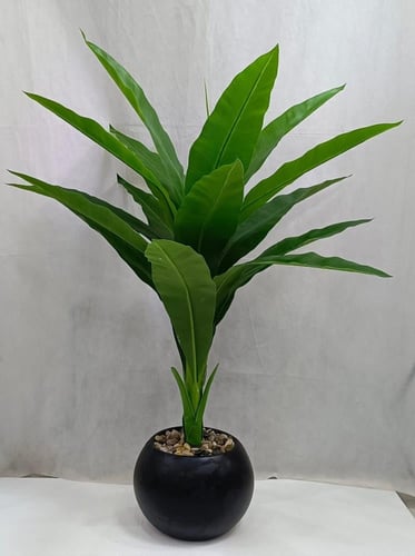 شجرة ذرة مع مركن اصيص الارتفاع 135 سم العرض 60 سم