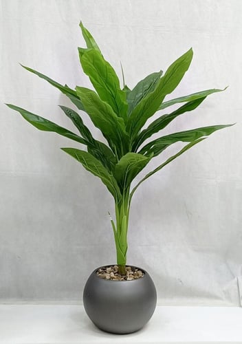 شجرة موز مع مركن اصيص ارتفاع 135 سم العرض 65 سم