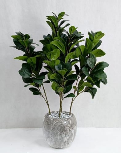 شجرة مانغوليه مع مركن سيراميك الارتفاع 70 سم العرض...