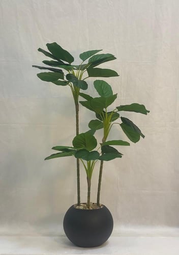 شجرة ورق الكمان مع مركن اصيص الارتفاع 100 سم العرض...