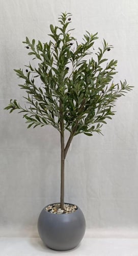 شجرة زيتون مع مركن اصيص الارتفاع 150سم العرض 50 سم
