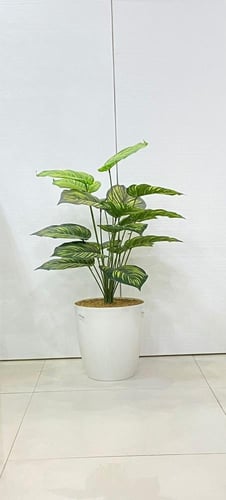 شجرة ورق نجمة مع قاعدة بلاستيك ارتفاع 80 سم