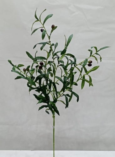 شجر زيتون خام الارتفاع 90 سم العرض 20 سم