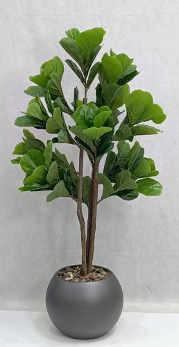 شجرة كيوي مع مركن اصيص ارتفاع 125 سم العرض 60 سم