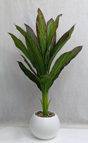 شجرة موز مع مركن اصيص ارتفاع 135 سم العرض 65 سم