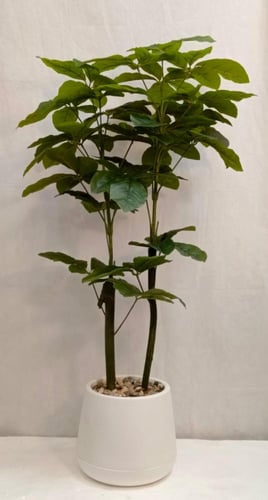 شجرة نجمة مع حوض بلاستيك الارتفاع 140 سم العرض 50...