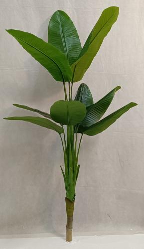 شجرة موز خام ارتفاع 130سم العرض 70 سم