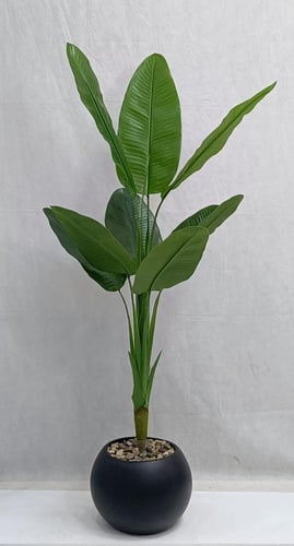 شجرة موز مع مركن اصيص ارتفاع 155 سم العرض 70 سم