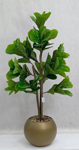 شجرة كيوي مع مركن اصيص ارتفاع 125 سم العرض 60 سم