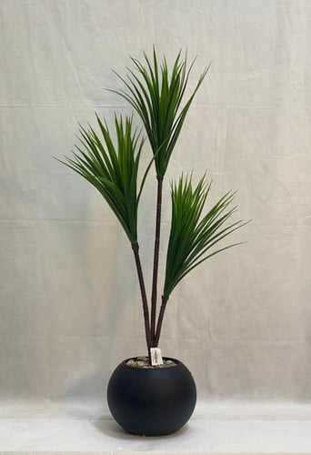 شجرة الصبار مع مركن اصيص الارتفاع 105 سم العرض 40...