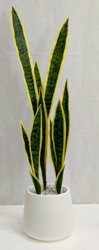 شجرة تيقر مع حوض بلاستيك ارتفاع 90 سم العرض 20 سم