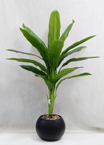 شجرة موز مع مركن اصيص ارتفاع 135 سم العرض 65 سم