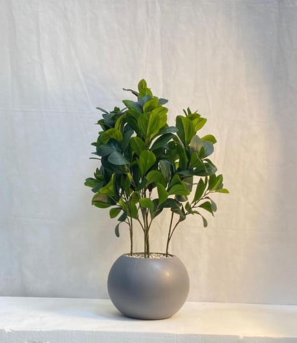 مركن اصيص شتلة ارتفاع 70 سم العرض 30 سم