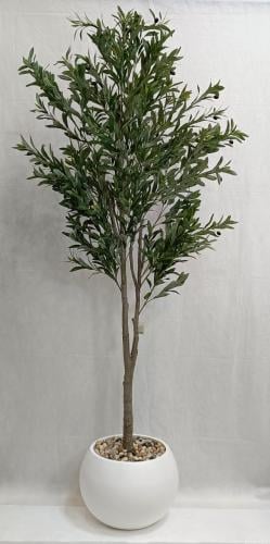 شجرة زيتون مع مركن اصيص الارتفاع 200 سم العرض 60سم