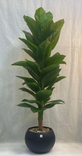 شجرة موز مع مركن اصيص ارتفاع 180سم العرض 60 سم