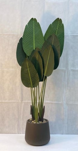 شجرة موز مع حوض بلاستيك ارتفاع 130 سم العرض 55 سم