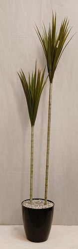 شجرة صبار مع قاعدة بلاستيك ارتفاع 165 سم العرض 60...