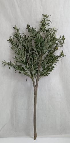 شجرة زيتون خام الارتفاع 150 سم العرض 50 سم