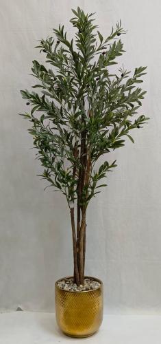 شجرة زيتون مع مركن سيراميك الارتفاع 185 سم العرض 5...