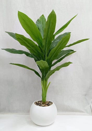 شجرة موز مع مركن اصيص ارتفاع 135 سم العرض 65 سم