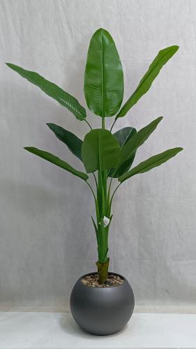 شجرة موز مع مركن اصيص ارتفاع 155 سم العرض 70 سم