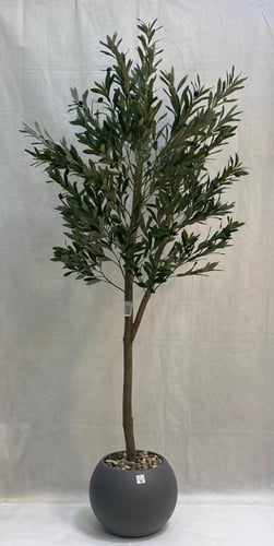 شجرة زيتون مع مركن اصيص الارتفاع180 سم العرض 60 سم