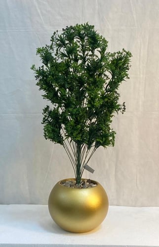 شجرة شتلة مع مركن اصيص ارتفاع 85 سم العرض 30 سم